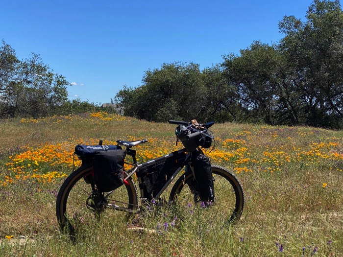 Poppy field near Lake Natoma, California